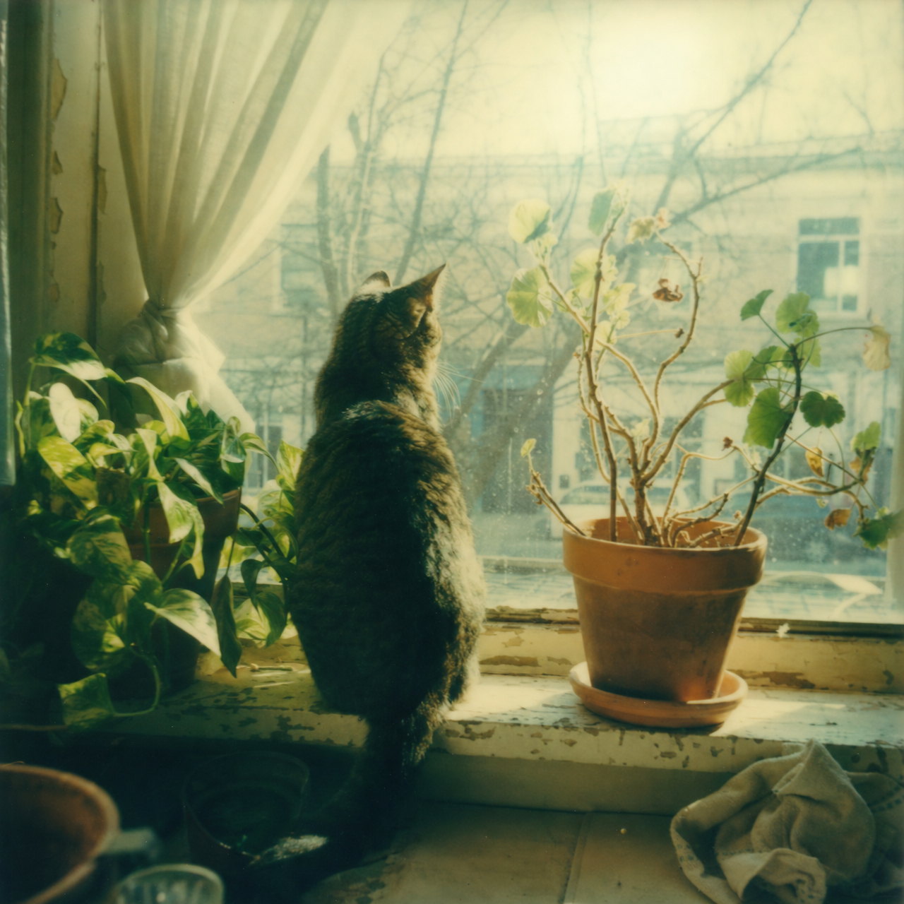 A tabby cat on a sunlit windowsill between potted plants, soft and pastel like an SX-70 print